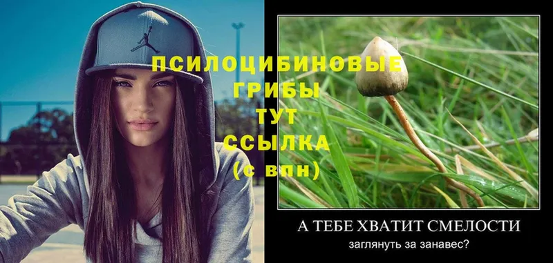 kraken как войти  купить закладку  Пучеж  Псилоцибиновые грибы MAGIC MUSHROOMS 